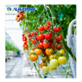 Commercial Polycarbonate Sheet Agricultural Greenhouse